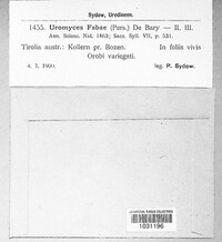 Uromyces viciae-fabae image
